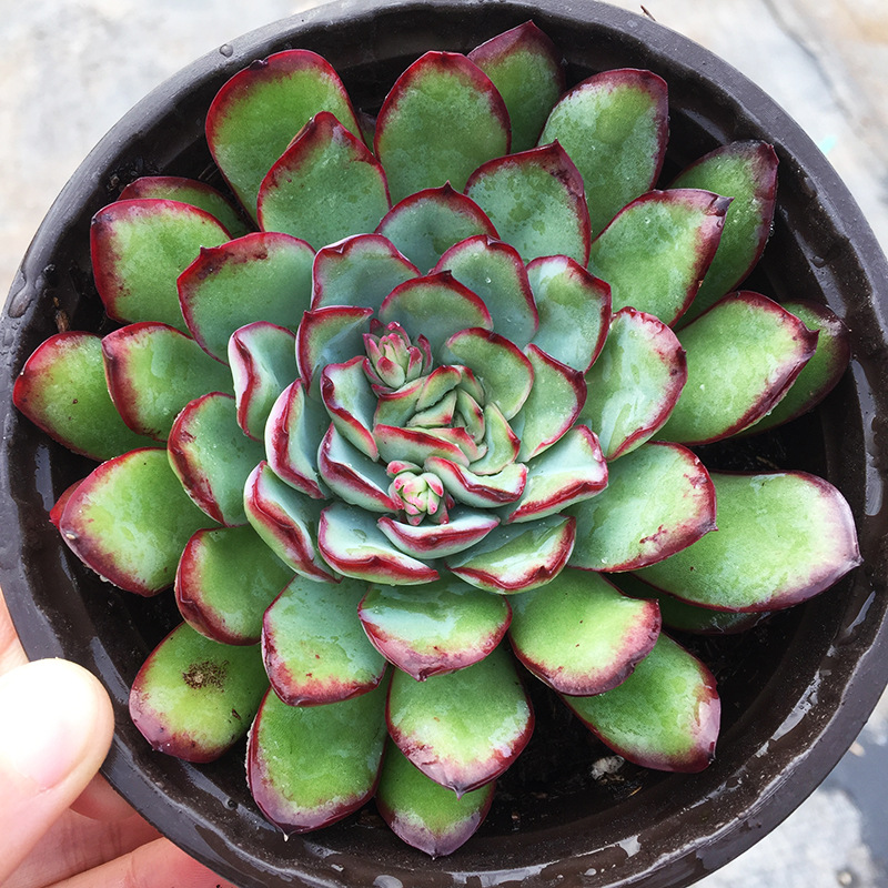 墨西哥灵影 墨西哥花月夜 红边灵影 原始灵影母本多肉植物
