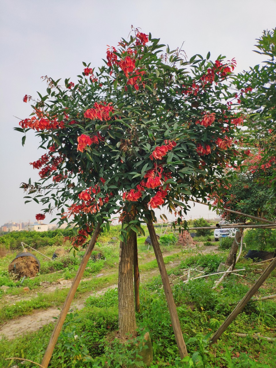 904基地直销鸡冠刺桐1417cm容器袋苗象牙红树