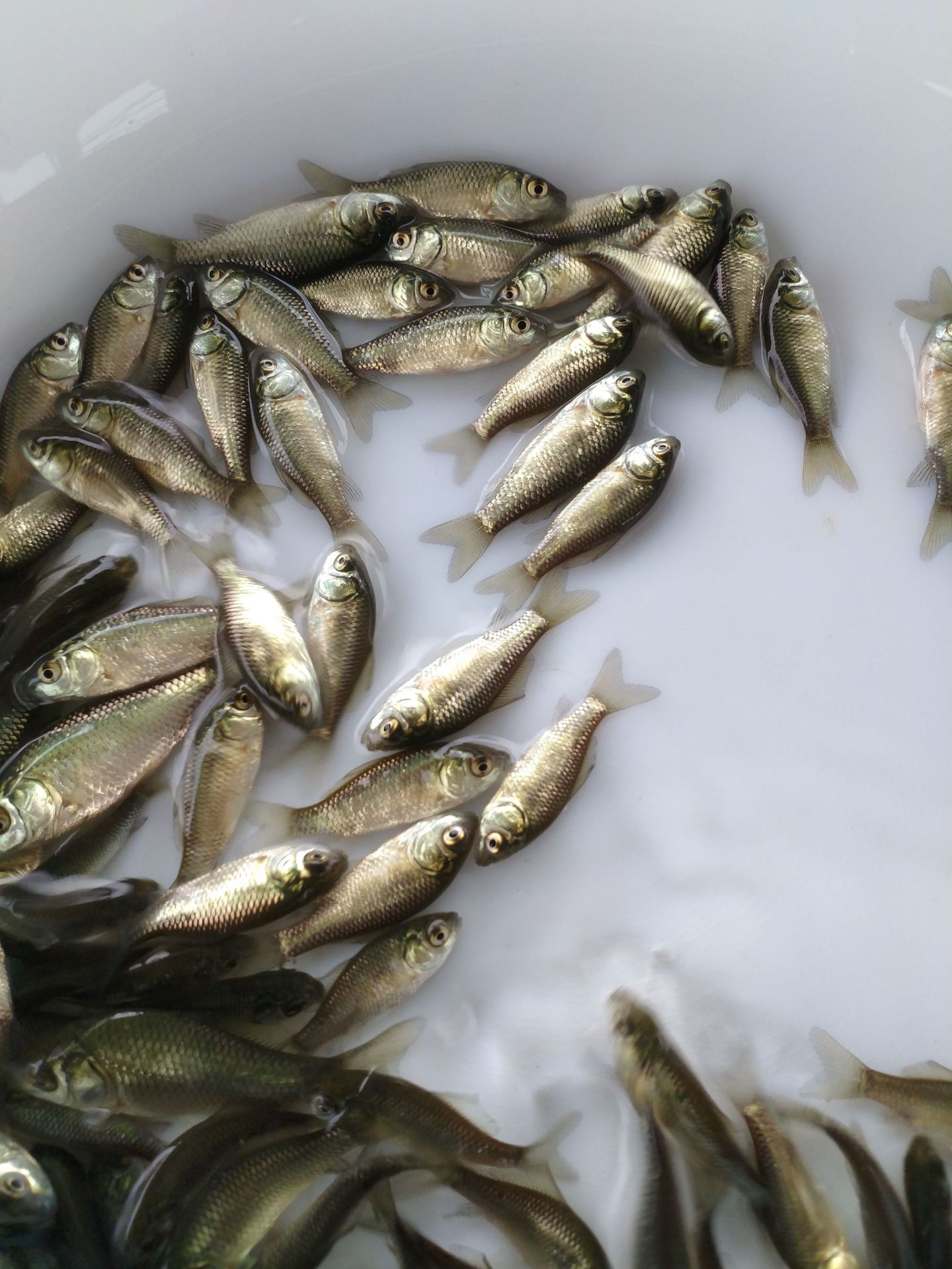 促销大量供应鲫鱼苗中科三号鲫鱼苗异育银鲫鱼苗