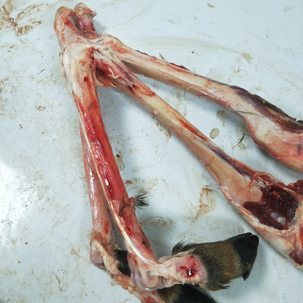 梅花鹿腿骨,煲汤的佳品