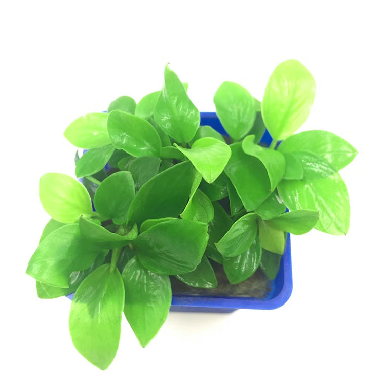 迷你黄金榕活体水草水下叶鱼缸观赏造景水族真水草批发光合水草