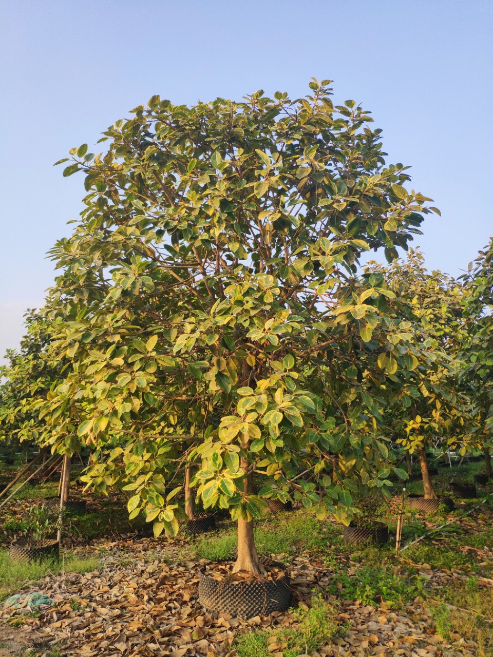 供应富贵榕1316cm假植苗花叶高山榕彩叶榕树