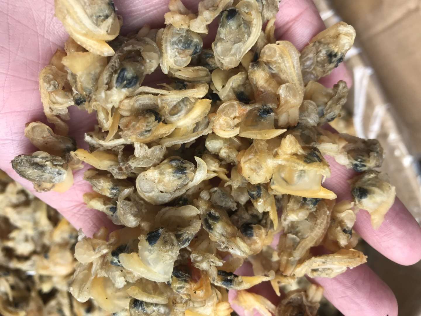 花甲肉花甲干砚肉蛤蜊干海鲜干货无沙花甲