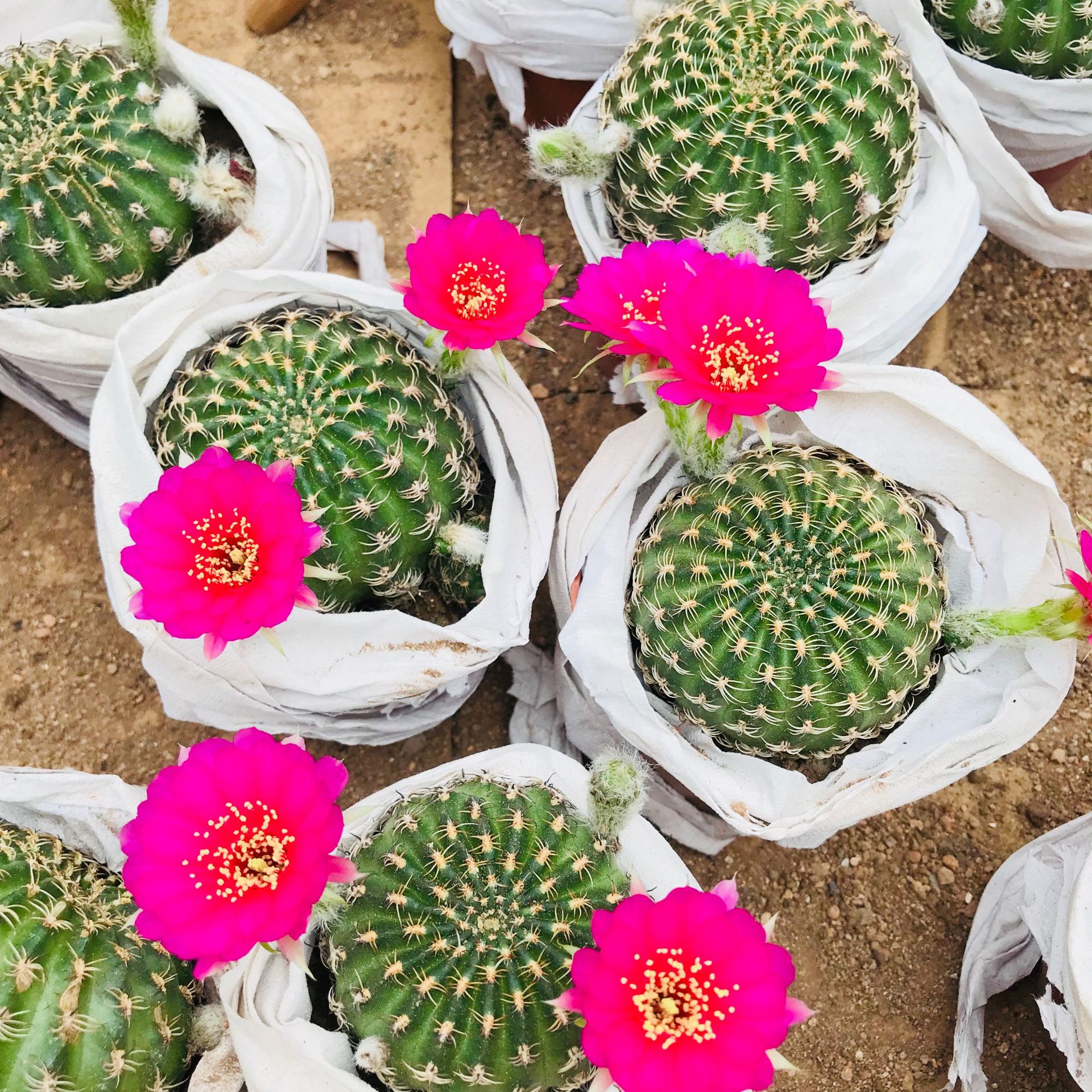 多肉植物仙人球阳春丸 开花多肉盆栽防辐射仙人掌类自根多肉批发