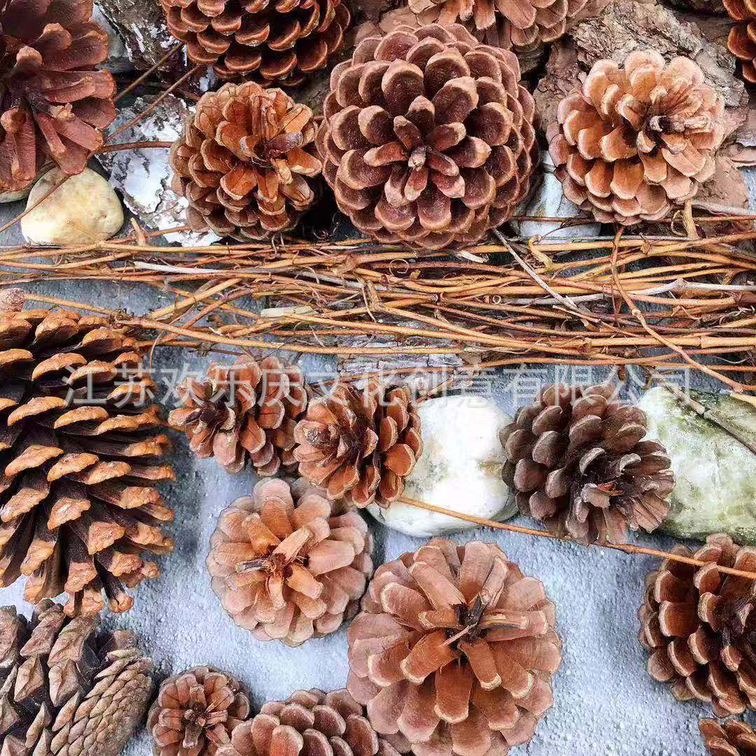松果美国松大松果天然大松果圣诞松果原色松果颜色可定制
