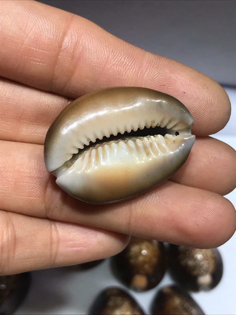 3厘米左右光泽亮打孔雪山宝螺 收藏标本螺天然贝壳海螺工艺品批发