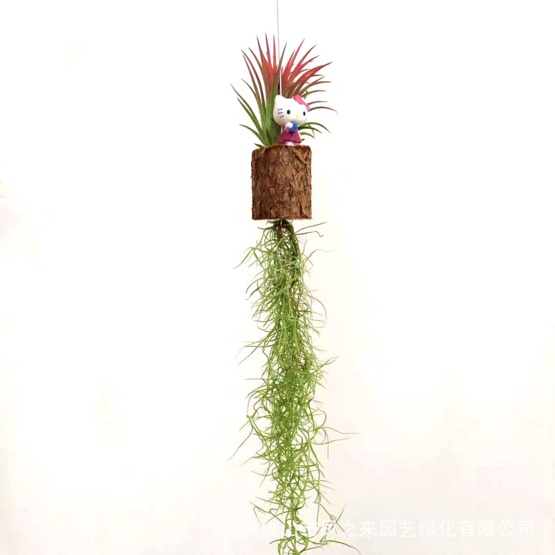 空气凤梨 老人须 挂饰组合ariplants无土植物懒人花卉