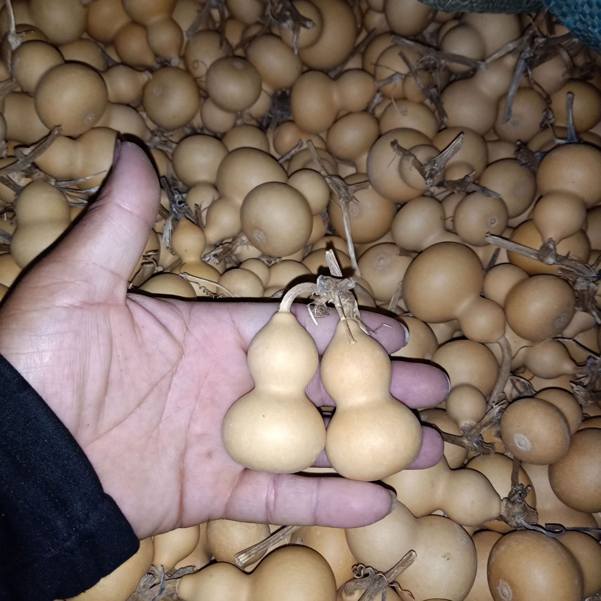 产地批发天然葫芦小手捻葫芦美国小葫芦4到7厘米新葫芦