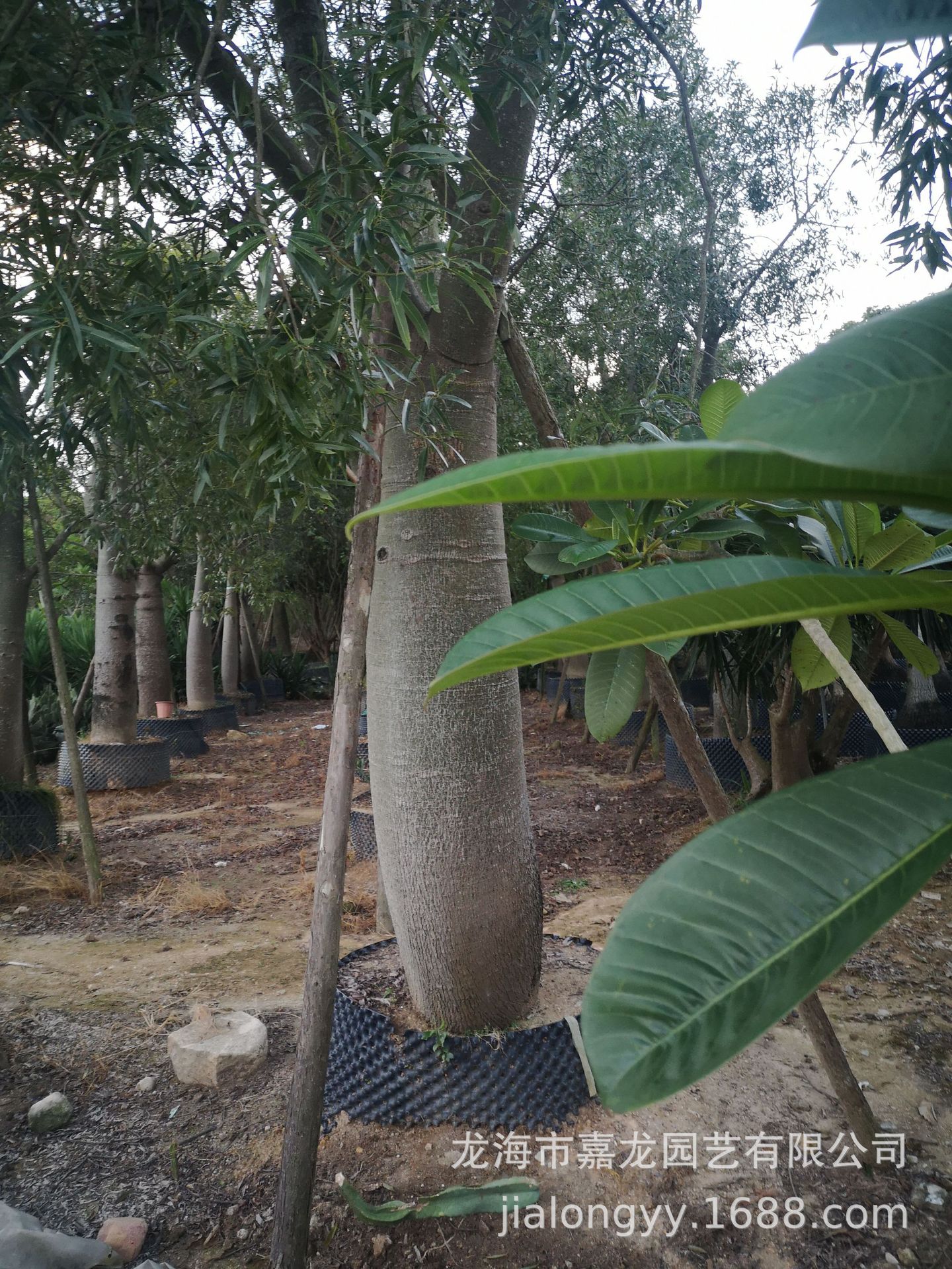 进口佛肚树 昆士兰瓶干树 沙生景观沙漠植物 仙人掌大型品种