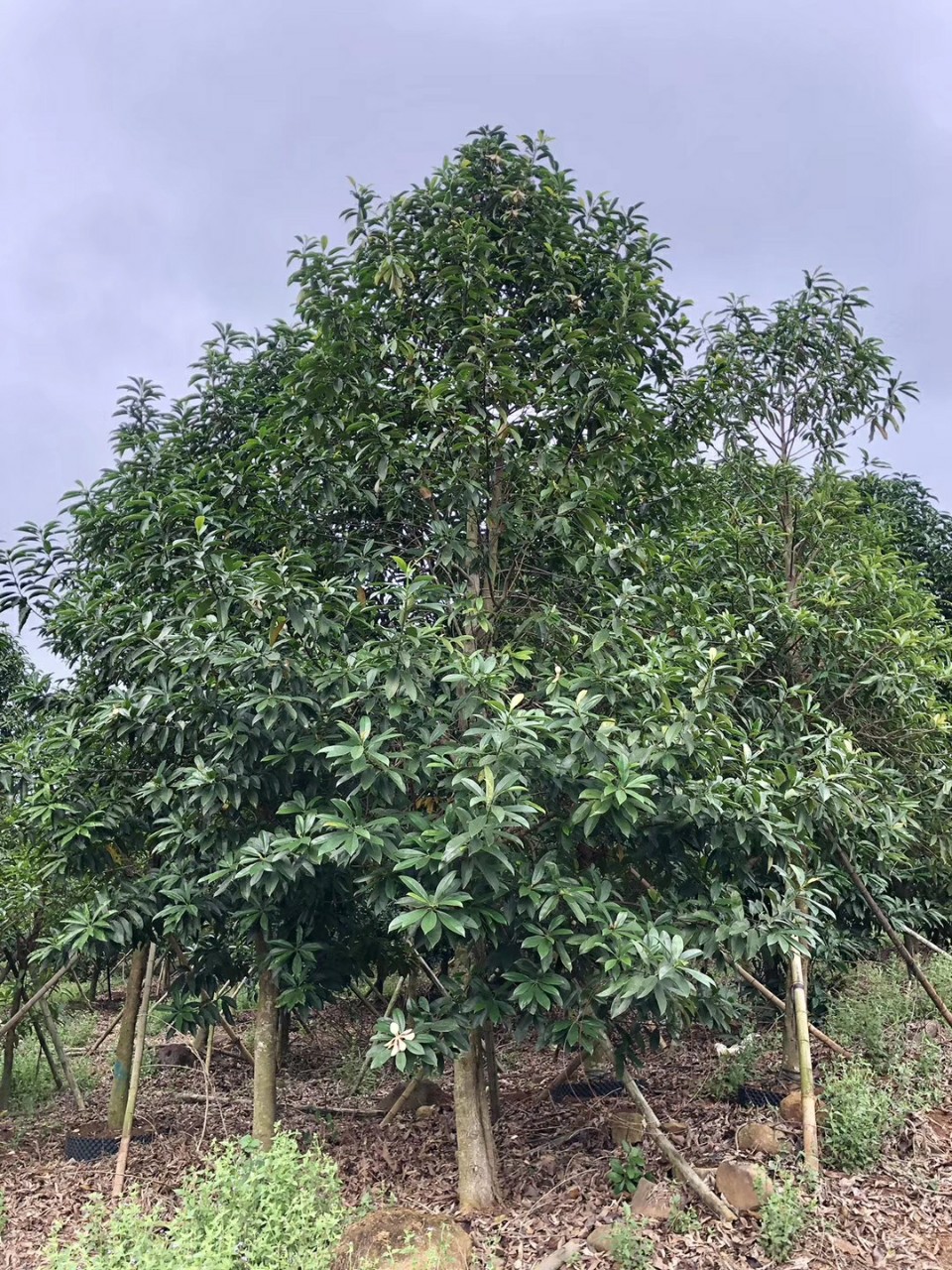 904基地直销灰木莲1215cm全冠地苗落叶木莲