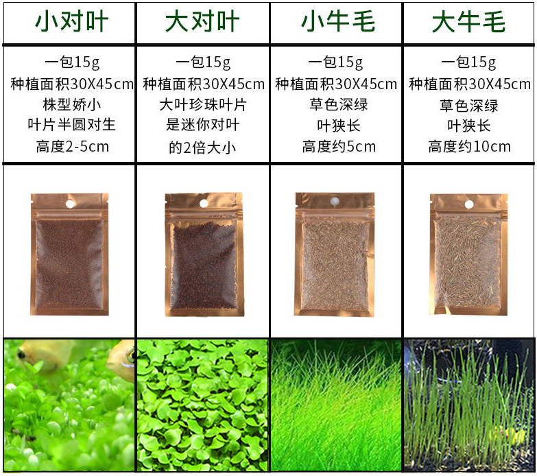 鱼缸水草种籽不用泥的水草种子牛毛毡珍珠草水草活体淡水植物造景
