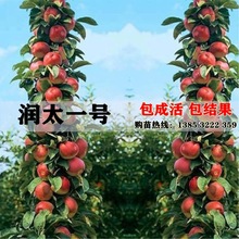 柱状苹果 润太一号苹果苗 矮化树苗南北方四季种植盆栽地栽水果苗