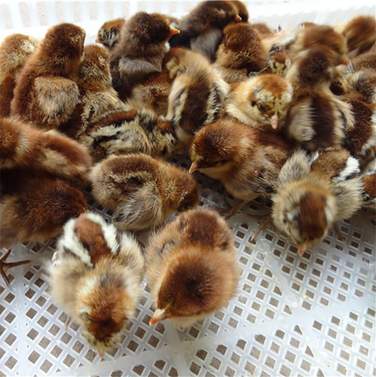 红瑶公鸡苗批发 黑瑶 红瑶常年供应