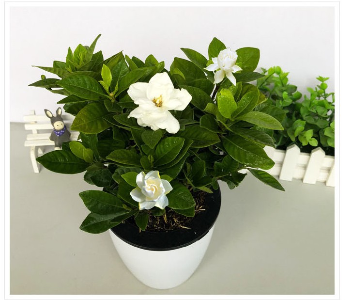 栀子花盆栽植物室内客厅栀子花树苗四季长青花卉好养大盆栽