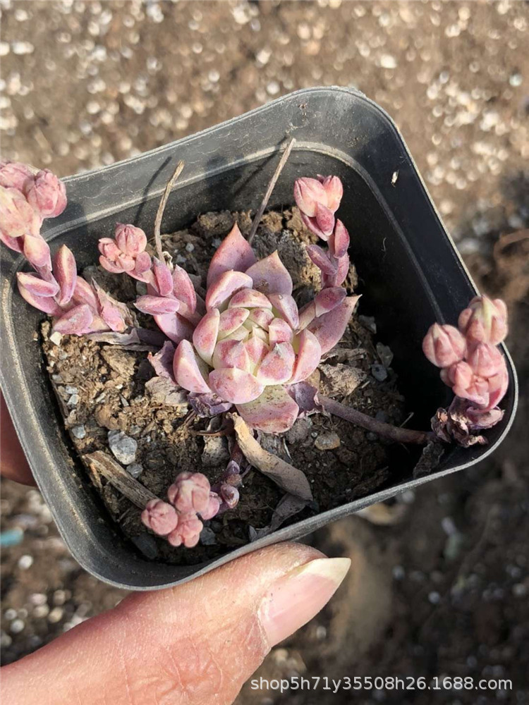 220云南精品大棚批发多肉品种 粉蔓莲盆6.5cm多肉植物品相状态好