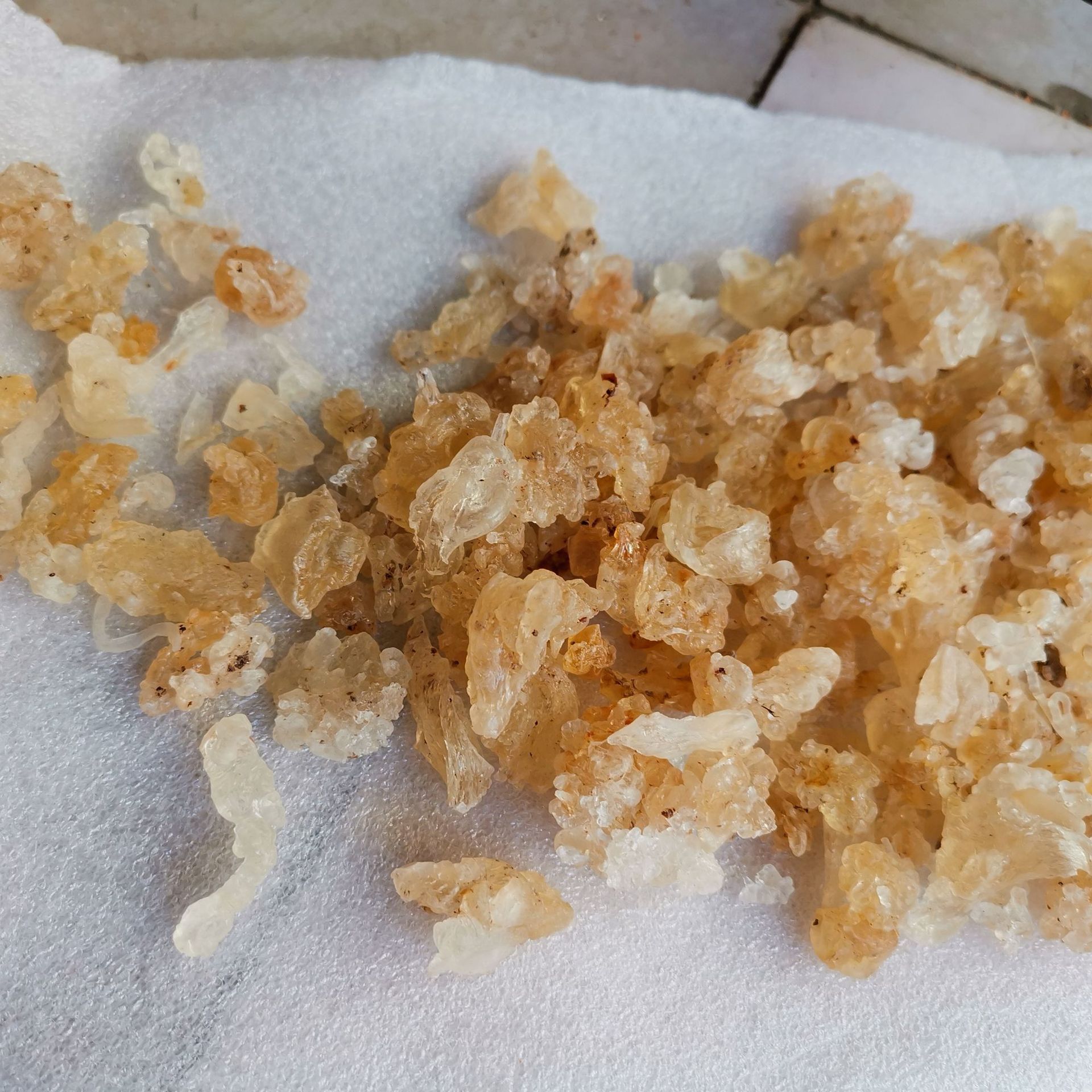 批发供应 雪燕 拉丝雪燕 植物燕窝 量大从优