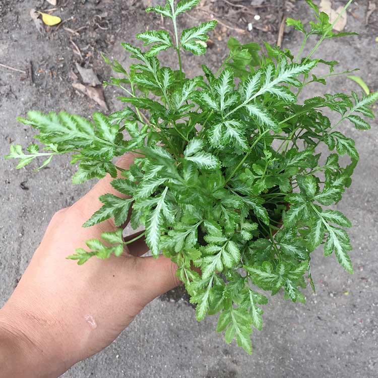 【基地直批】夏雪银线蕨(90)苔藓微景观背景植物室内外耐养植物