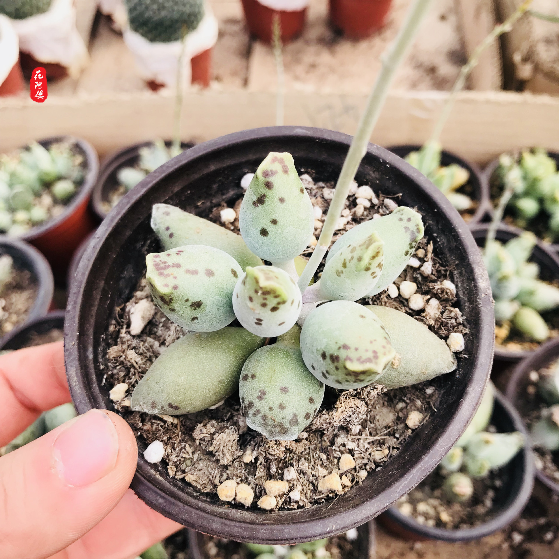 海豹基地多肉植物萌肉组合多肉单颗销售海豹室内办公室水泡系列