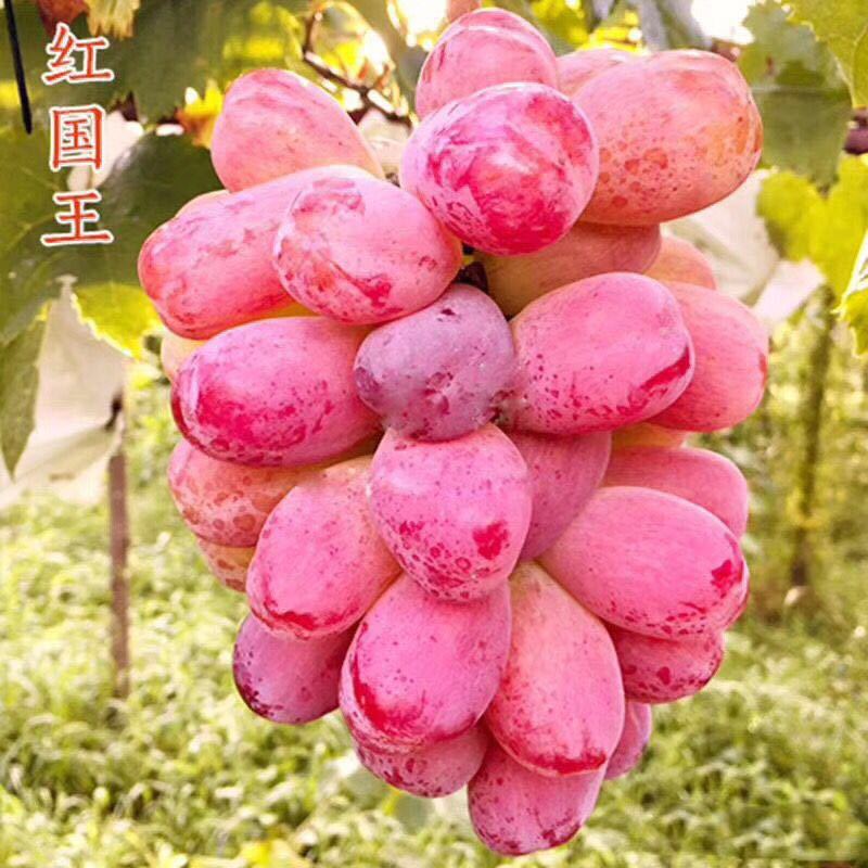 新品红国王葡萄苗 地载盆栽心愿葡萄树苗 南方北方露天果树苗包邮