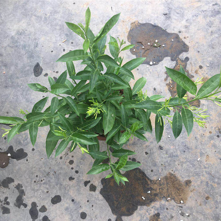 夜来香盆栽植物夏季客厅室内驱蚊香草苗树苗四季开花净化空气