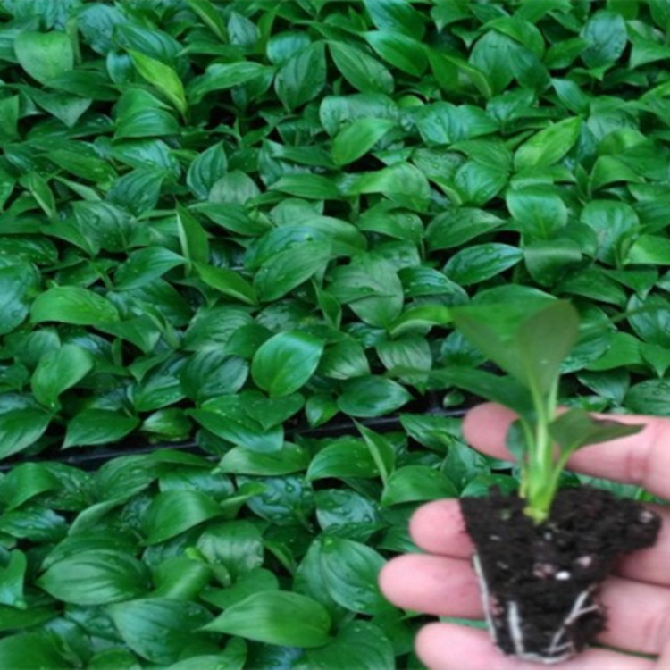 低价供应室内观叶植物 白鹤芋 皇后白掌组培苗 园艺花卉种苗批发
