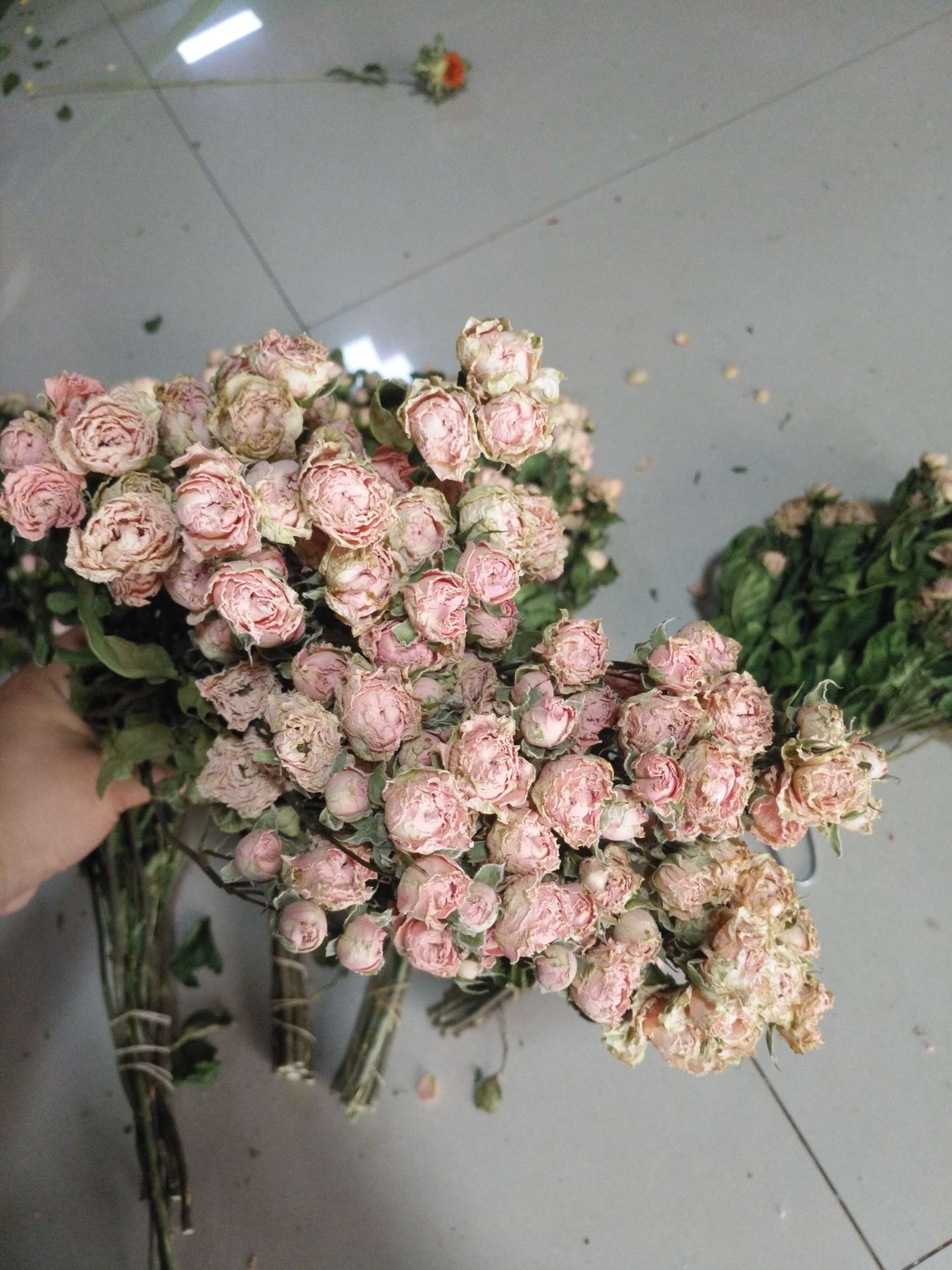 【多头小玫瑰】蔷薇 泡泡 多头玫瑰干花