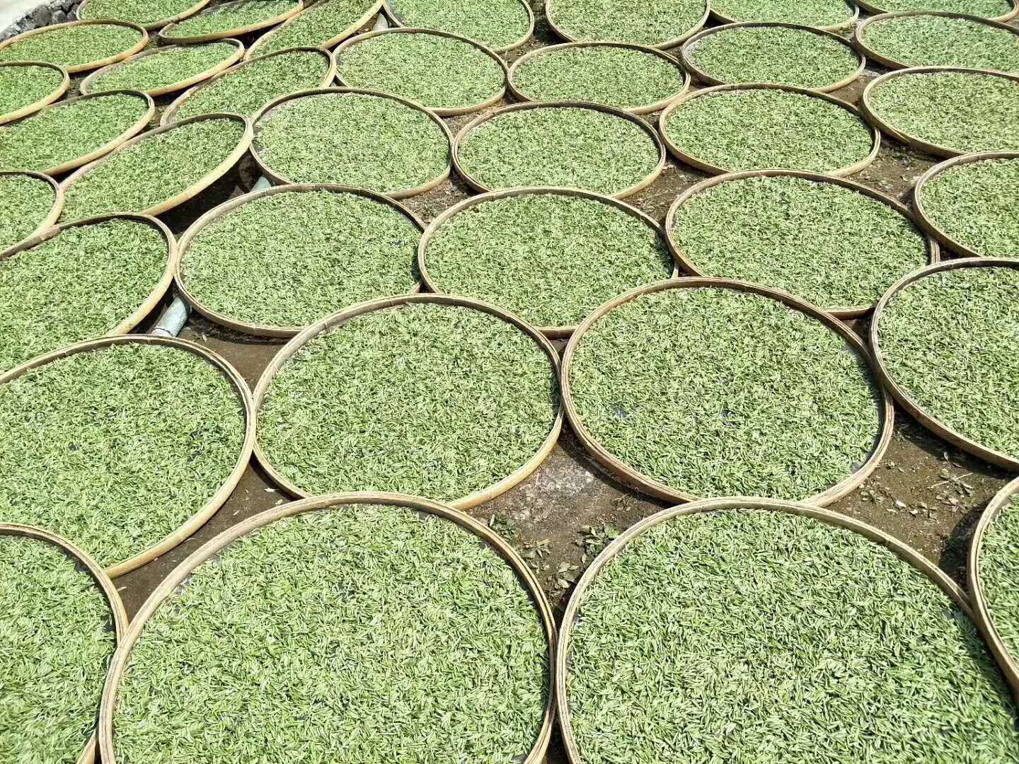 2021年福建白毫银针白茶饼300g 高山日晒白茶饼白茶茶叶厂家批发