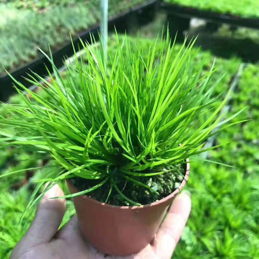 基地直供小盆栽花卉植物盆景金钱菖蒲金边胧月80黄金姬