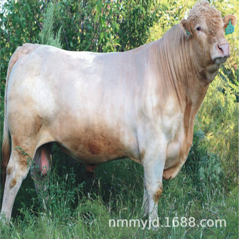 厂家直销纯种夏洛莱牛犊 繁育种母牛 育肥肉牛犊培训养牛技术