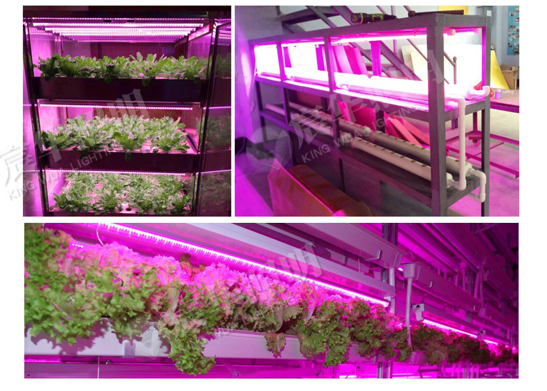 1.2米34w防水植物灯管蔬菜生长补光灯红蓝光温室育苗植物补光灯管