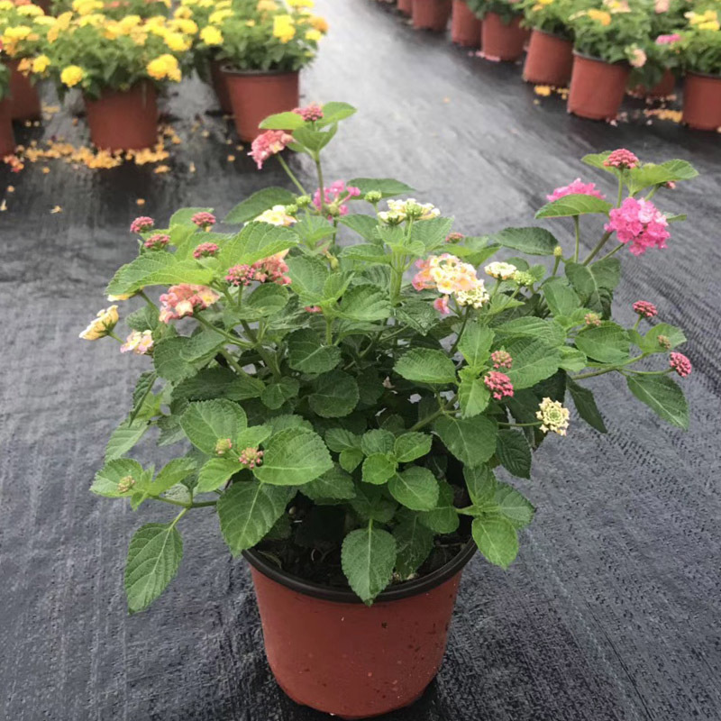 基地直销五色梅盆栽120#庭院阳台绿化工程绿植盆栽花卉黄红可选