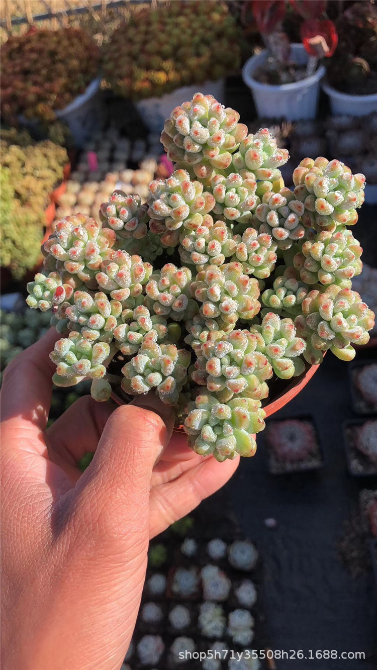 042云南大棚批发精品多肉品种 绿豆群盆11cm多肉群生植物裸根发