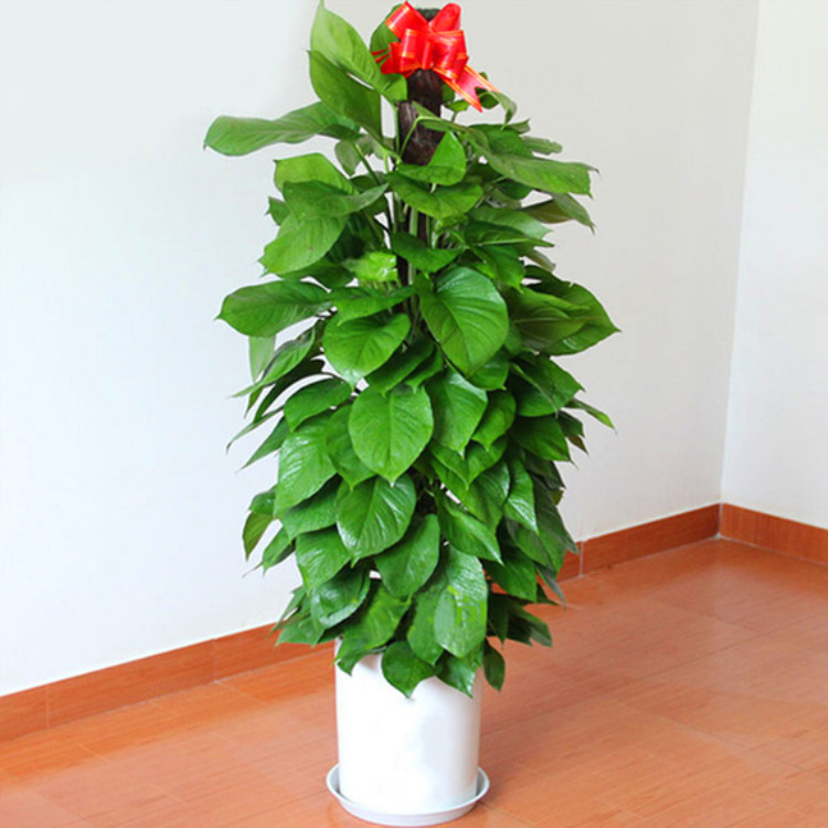 绿萝柱盆栽树桩大叶小叶绿萝柱大型花卉室内观叶观赏植物批发