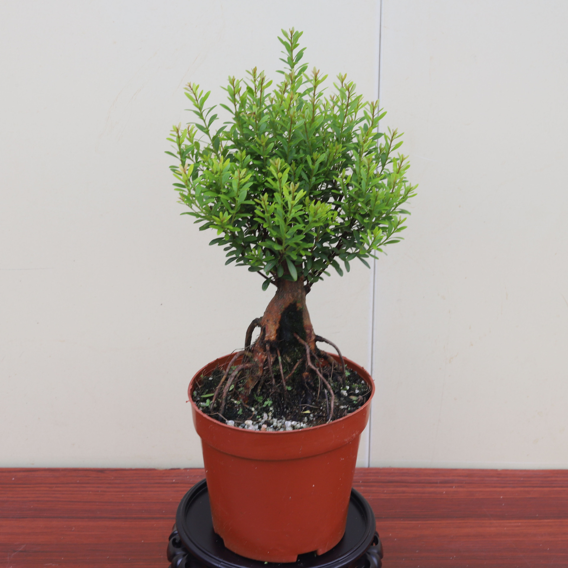 批发红杨造型红杨赤楠 广州花卉盆栽基地直供造型盆景树红杨赤楠