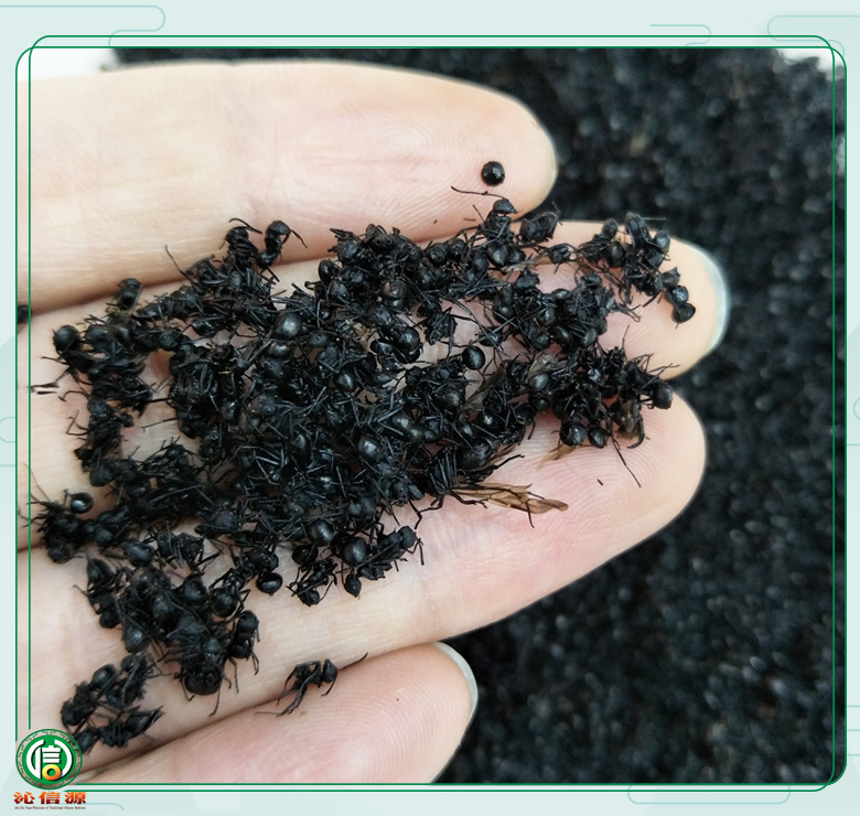 【满包邮】黑蚂蚁小个统货1kg散装产地直供蚂蚁沁信源中药材批发
