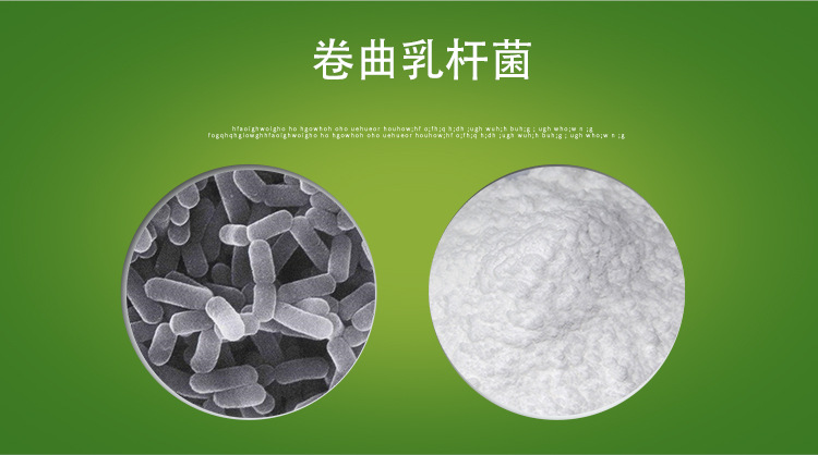 源头工厂 卷曲乳杆菌 100亿/g活性菌 冻干乳酸菌粉 现货包邮