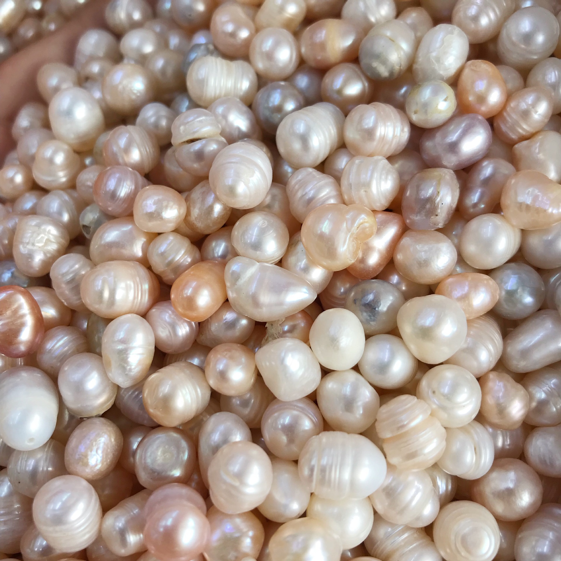 淡水珍珠药用珠两面光供佛专用磨粉打粉散珠称斤珠原产地供应