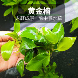 水榕水草活体黄金水榕金钱榕懒人造景淡水植物四季水下水草批发