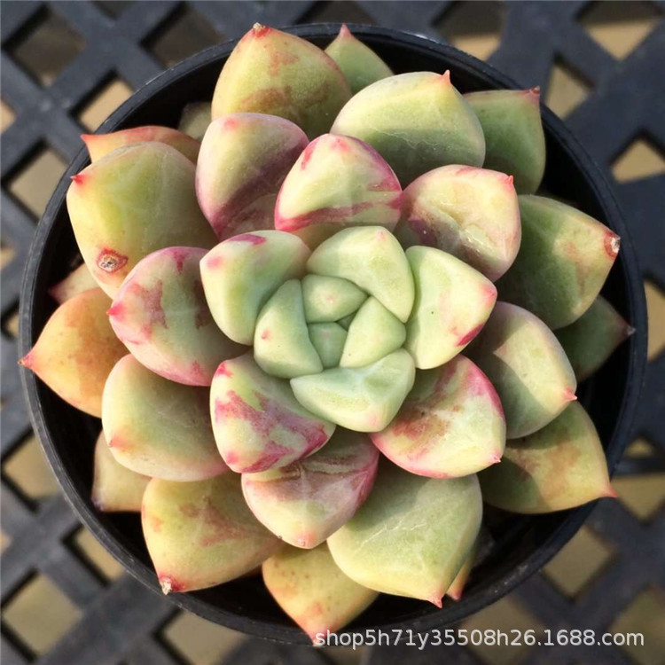 9527精品大棚批发多肉植物盆栽 回声单头盆5cm多肉品种品相好限量