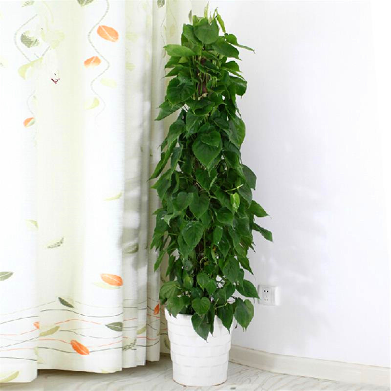 大叶绿萝柱盆栽桩家用室内客厅绿植物办公室走廊客厅开业盆景