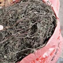 现挖新鲜雾水葛 雾水葛整株带根中药材糯米藤 捆仙绳 咄脓膏 包邮