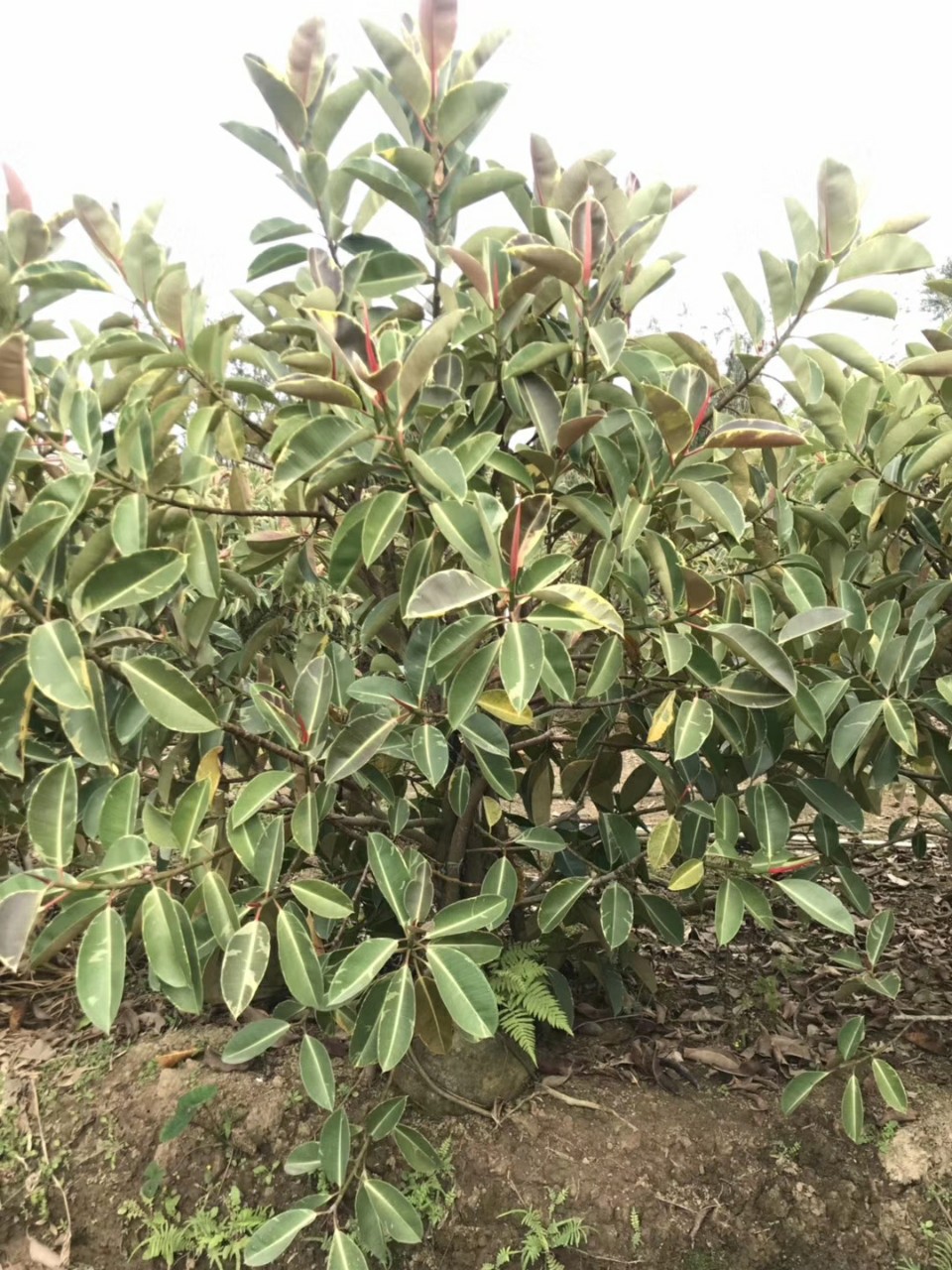 供应 丛生花叶橡胶榕 1.5-2.5米高 袋苗 丛生彩橡皮树