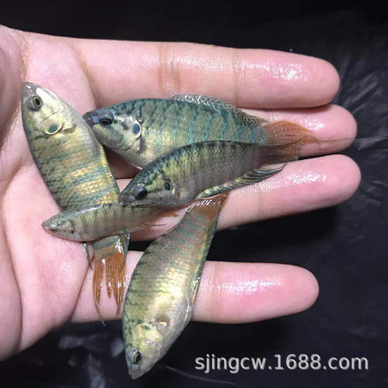 中国斗鱼精品蓝叉普叉叉尾 旁皮婆 耐养易活 鲜蓝条纹活体观赏鱼
