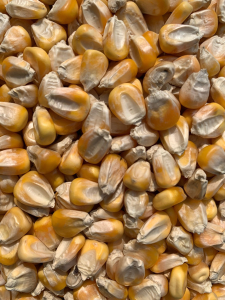 供应新货干玉米粒 玉米籽 鸽子鸡鸭鸟饲料钓鱼饵打窝饲料原料