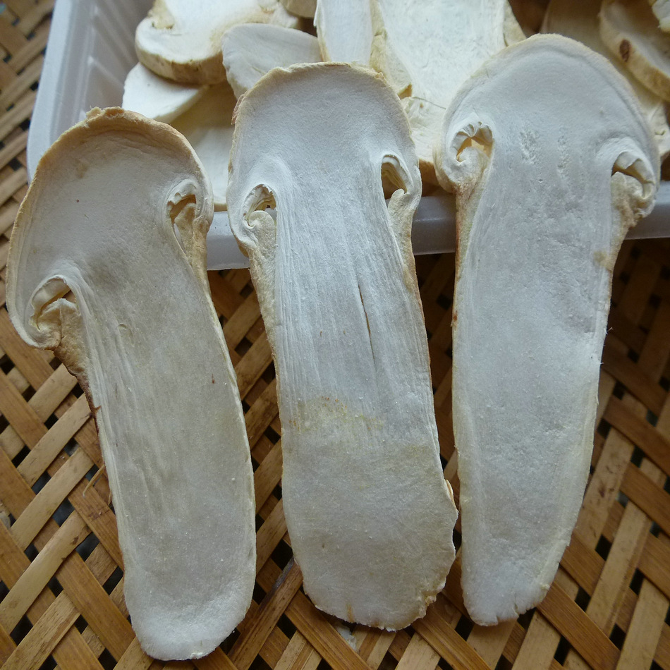【裕菌隆】 fd冻干松茸中片 边片 规格5-7厘米不掺杂碎片净重25克