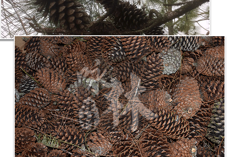 美国松果 超级大松树果子 美国松果子 圣诞树装饰松果 情人节