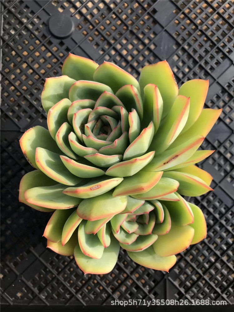 1234多肉植物大棚限量批发 状态双头晨露老桩冠幅15cm多肉品种