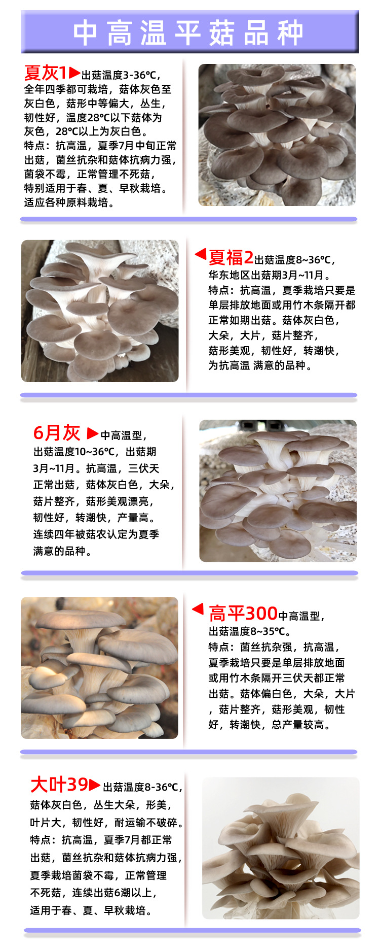 平菇姬菇秀珍菇食用菌种原种一级种二级种蘑菇种子母种蘑菇菌种