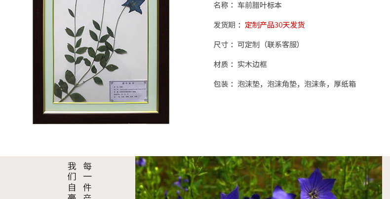 桔梗植物腊叶标本 精装实训室标本馆 教学腊叶标本 多种腊叶标本