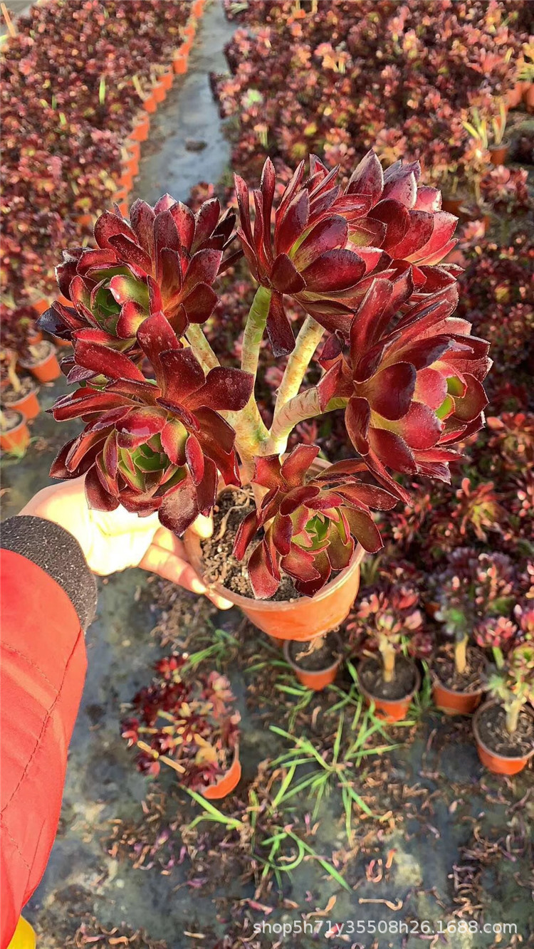 077多肉植物基地盆栽批发状态红酒玫瑰法师多肉品种裸根发